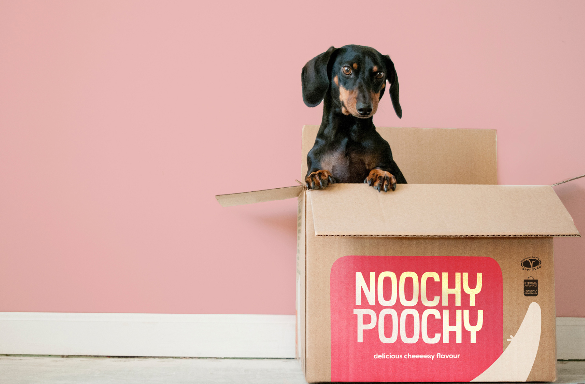 Dog sticking out of postage box.